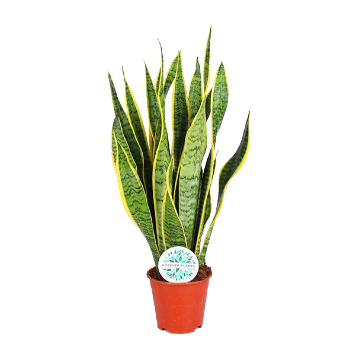 Gezonde Sansevieria Laurentii Vrouwentong Laurent 50cm makkelijke plant