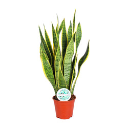 Gezonde Sansevieria Laurentii Vrouwentong Laurent 50cm makkelijke plant