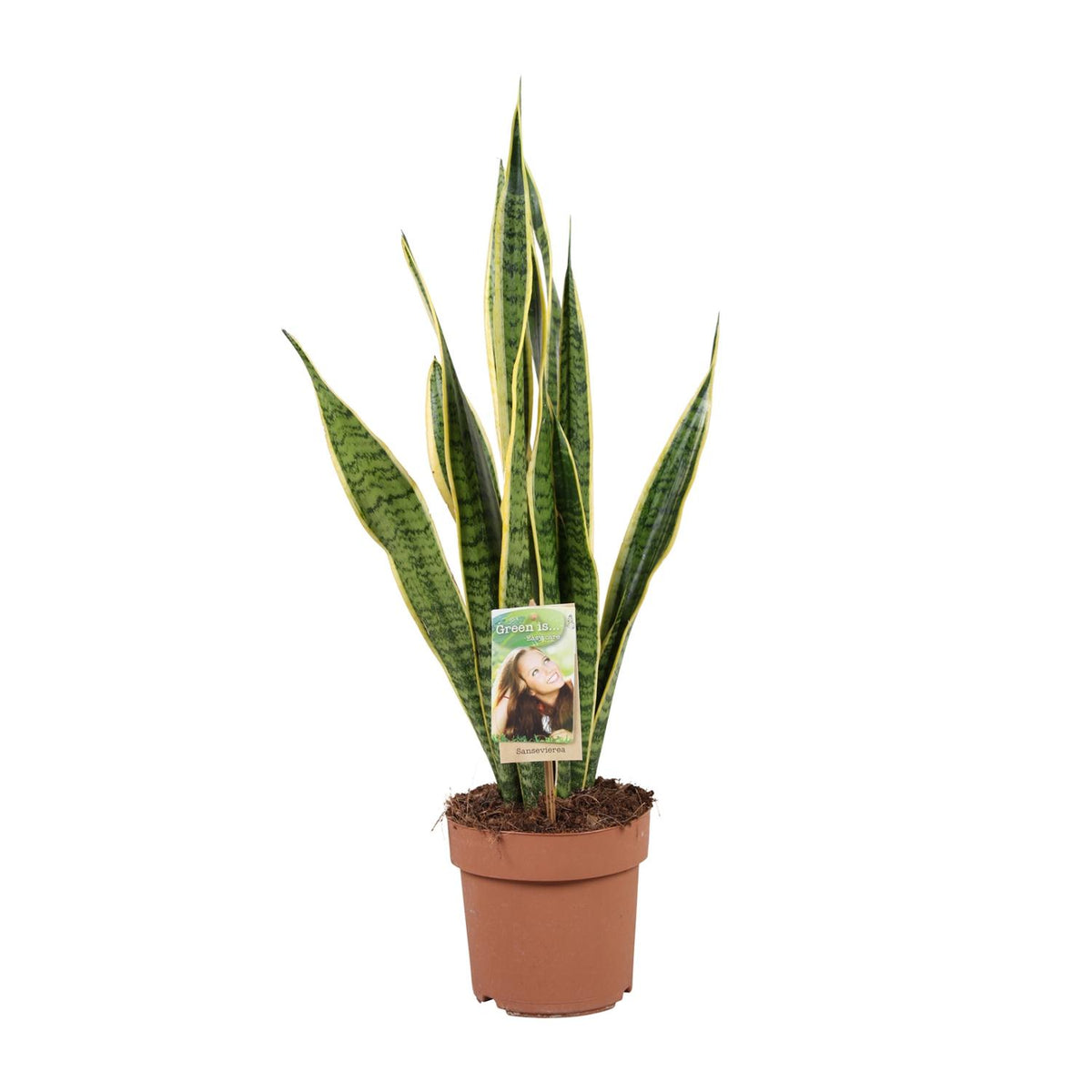 Grote Sansevieria Laurentii Vrouwentong Laurent 60cm luchtzuiverend