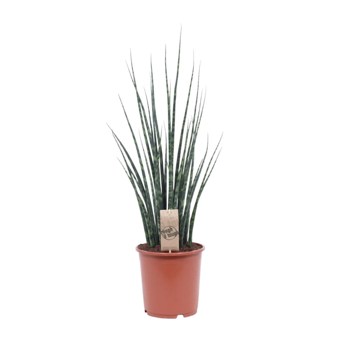Hoge Sansevieria fernwood Mikado Vrouwentong Roxy 70cm schaduwplant