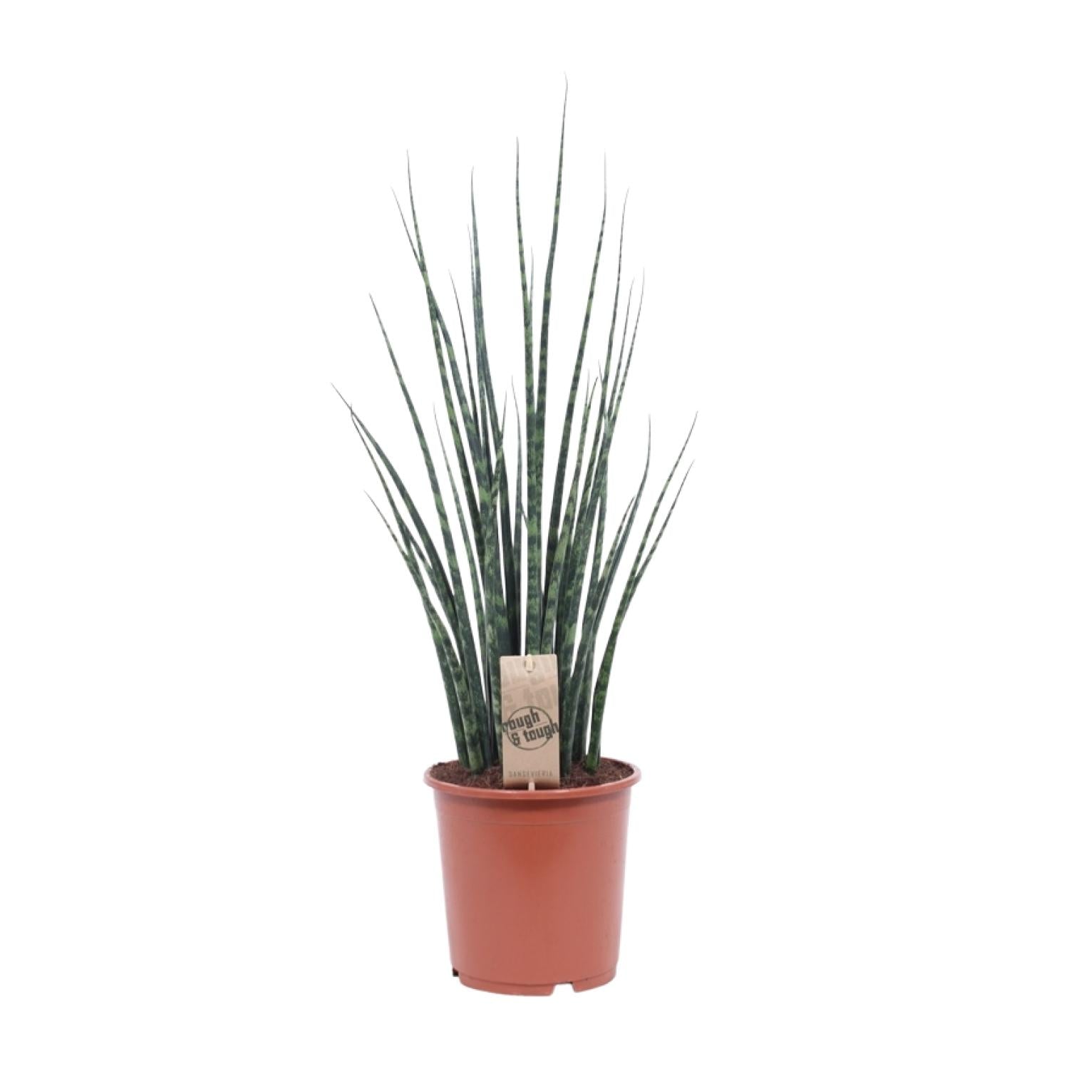 Hoge Sansevieria fernwood Mikado Vrouwentong Roxy 70cm schaduwplant