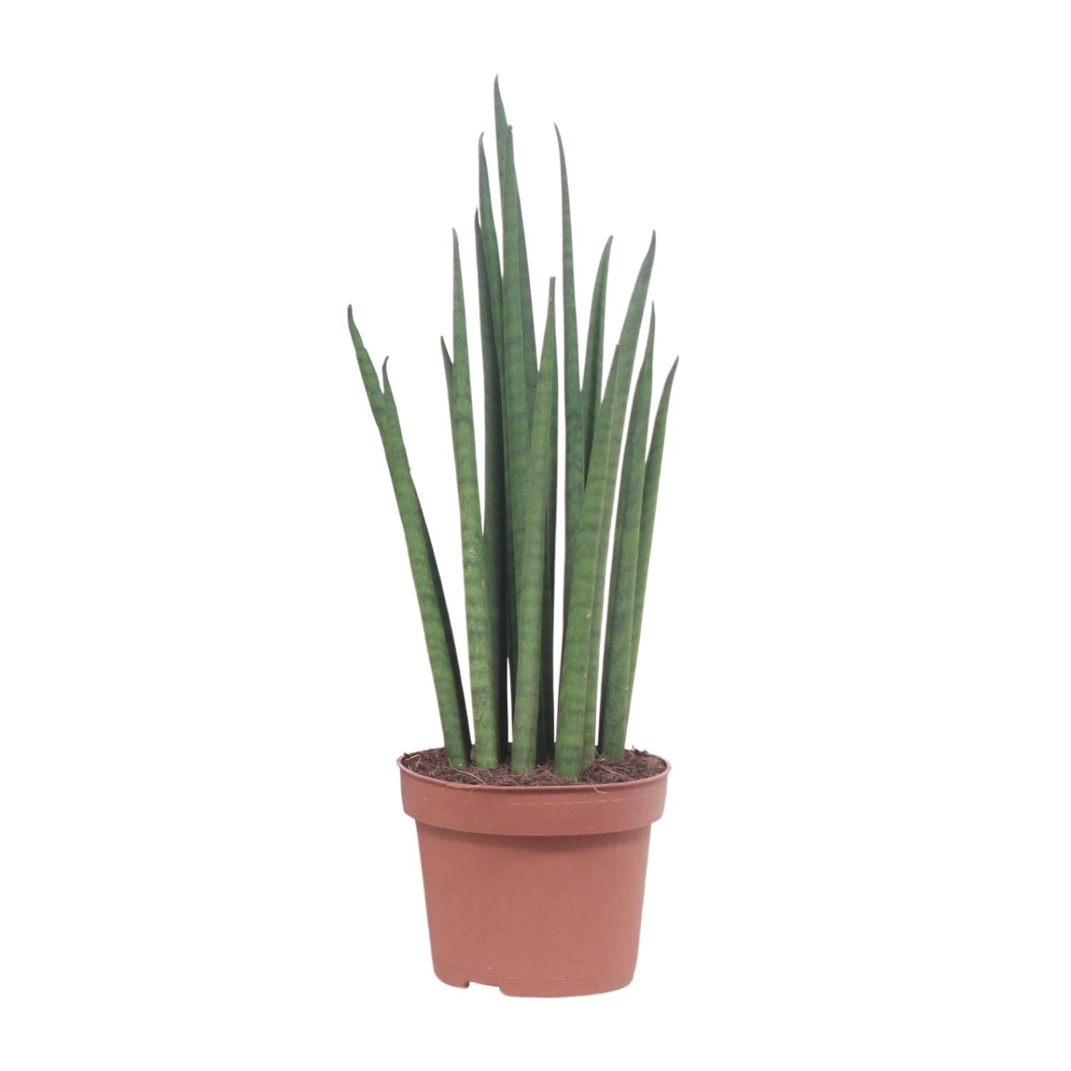 Kamerplant Sansevieria Mikado Vrouwentong Mike witte achtergrond