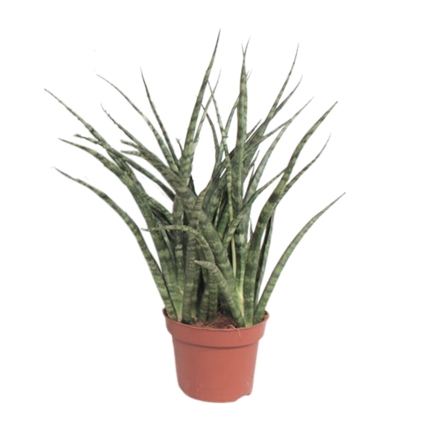 Makkelijke kamerplant Sansevieria fernwood Punk Noah 40cm op witte achtergrond