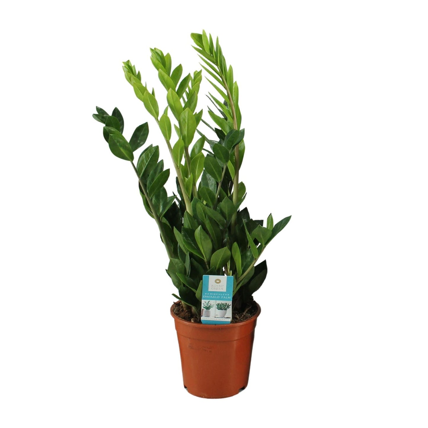 Middelgrote Zamioculcas zamiifolia Zazu als sterke schaduwplant en makkelijk vetplantje op een strakke witte achtergrond.