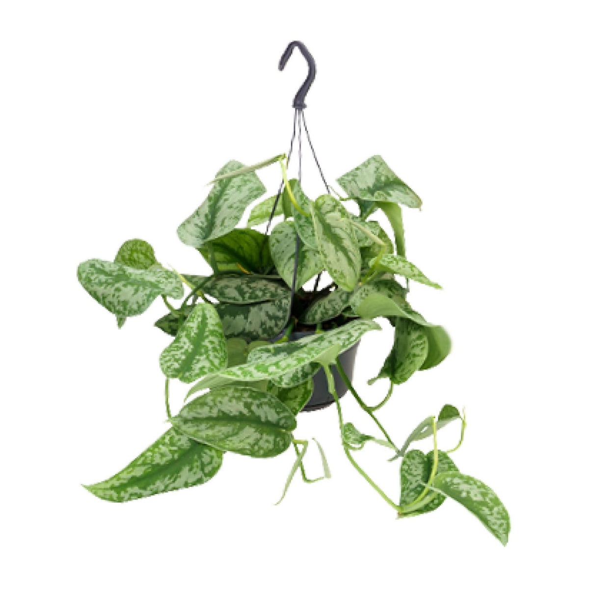 Hangplant Scindapsus pictus Trebie 25cm hoog met zilveren bladpatroon