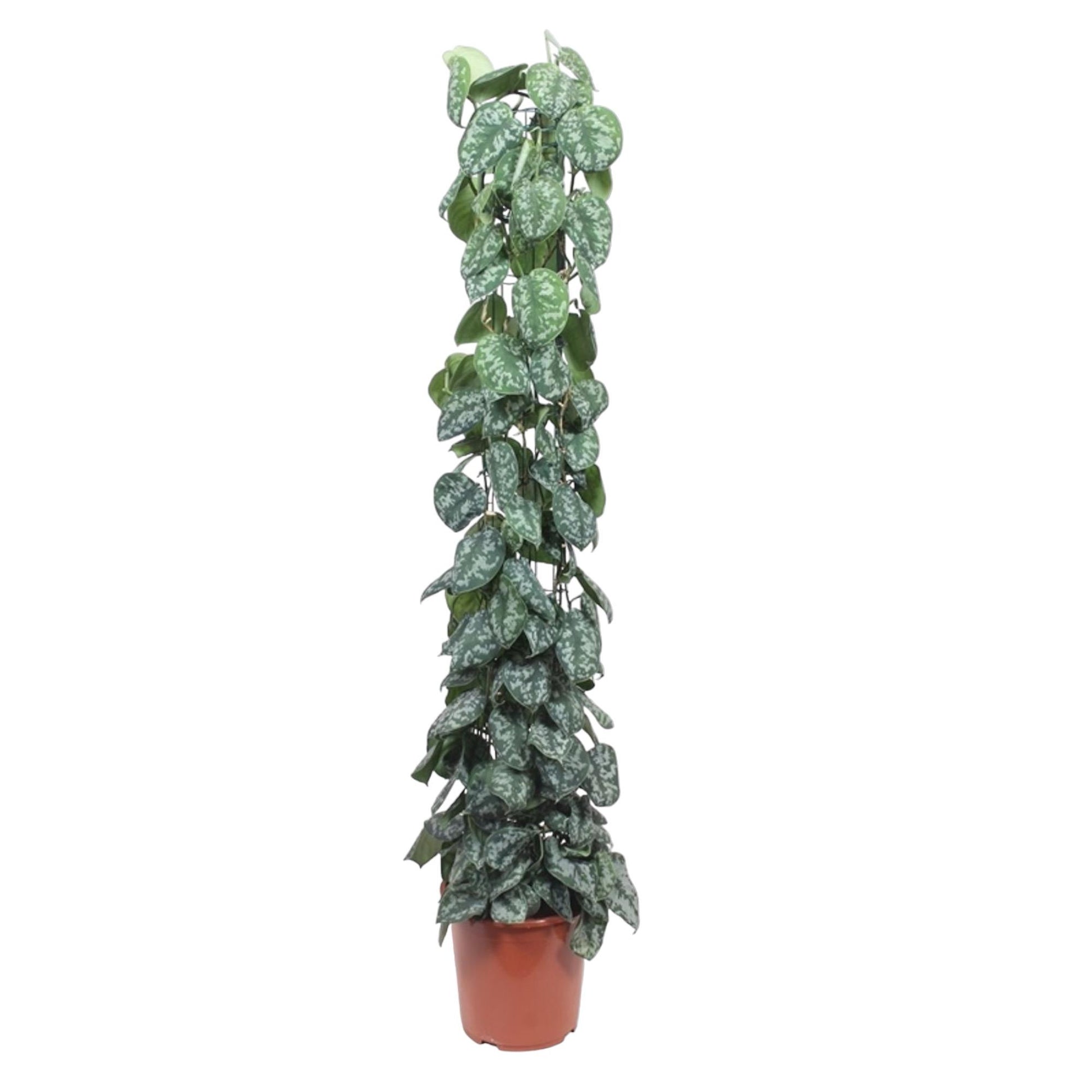 Kamerplant Scindapsus pictus Trebie Zilverrank Trebie 160cm witte achtergrond