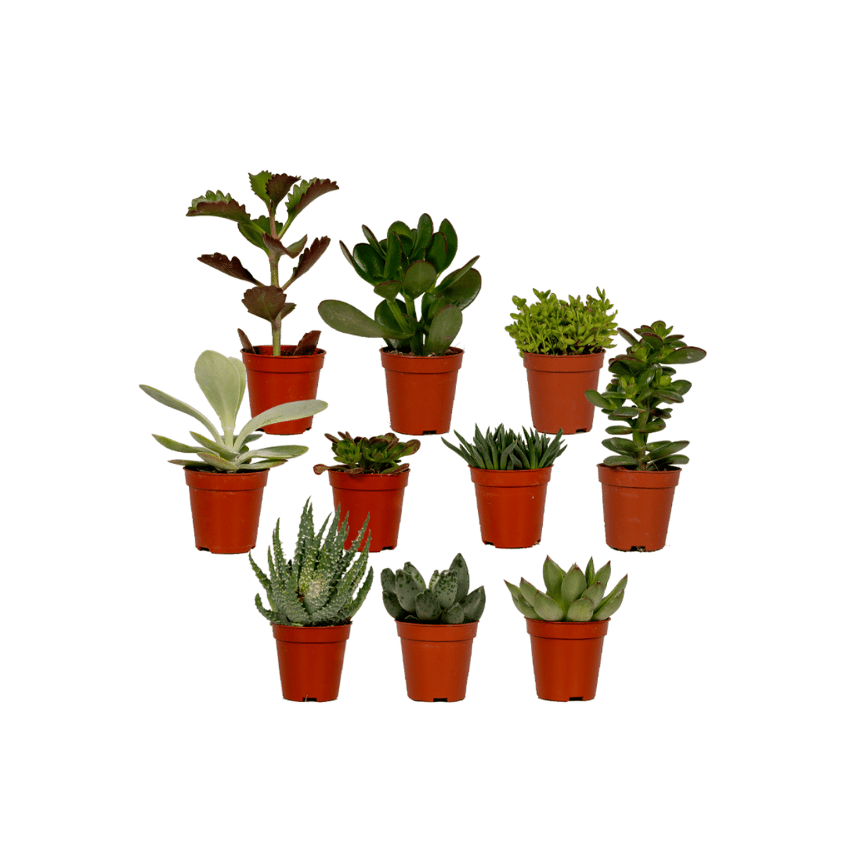 Gevarieerde mix van tien kleine vetplantjes waaronder Aloe vera en Echeveria