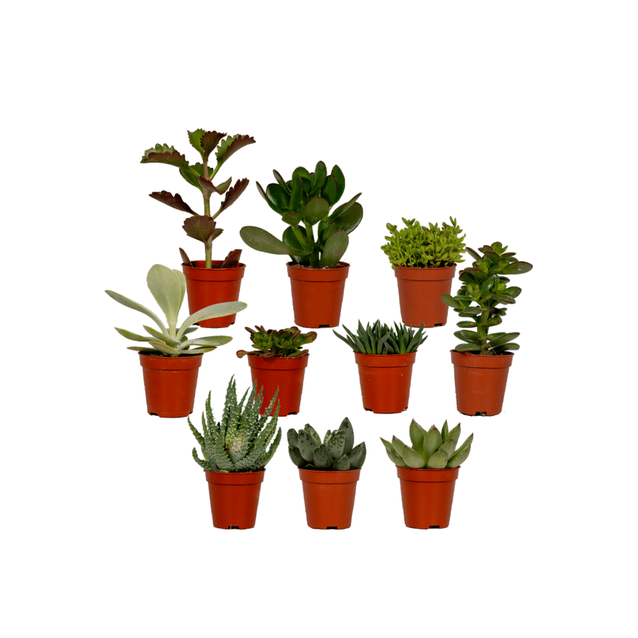 Gevarieerde mix van tien kleine vetplantjes waaronder Aloe vera en Echeveria