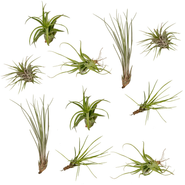 Tillandsia's (10x)