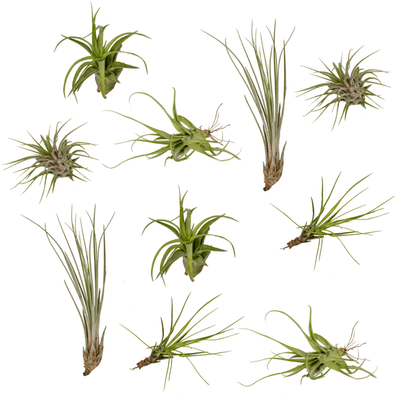 Tillandsia (10x)
