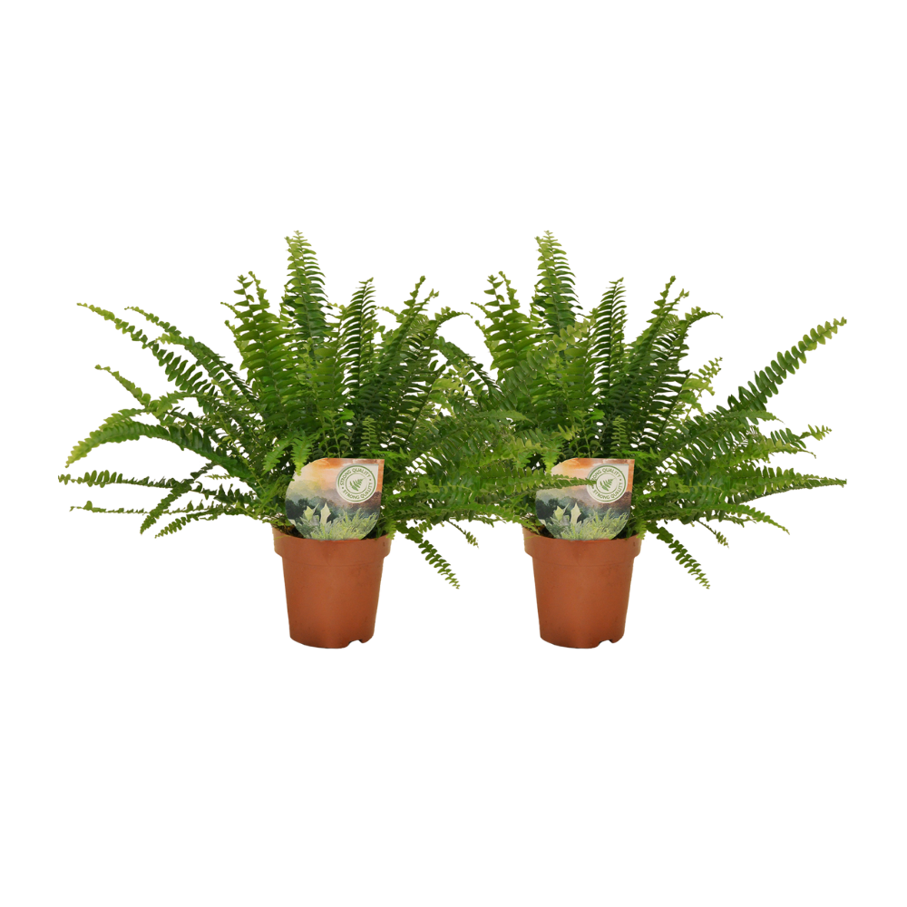 Duo voordeelset van twee Boston Varens Bas 30cm hoog, veilig voor huisdieren