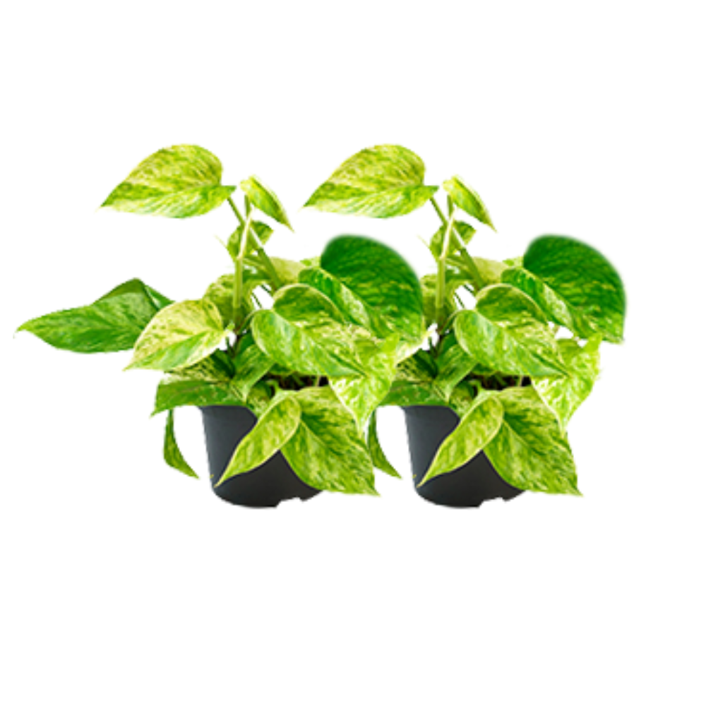 Duo voordeelset van twee Epipremnum Marble Queen Charlotte drakenklimop planten met wit-groen blad
