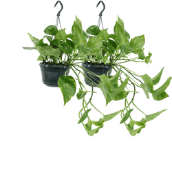 Duo voordeelset van twee Epipremnum aureum Juul hangplanten in hangpot
