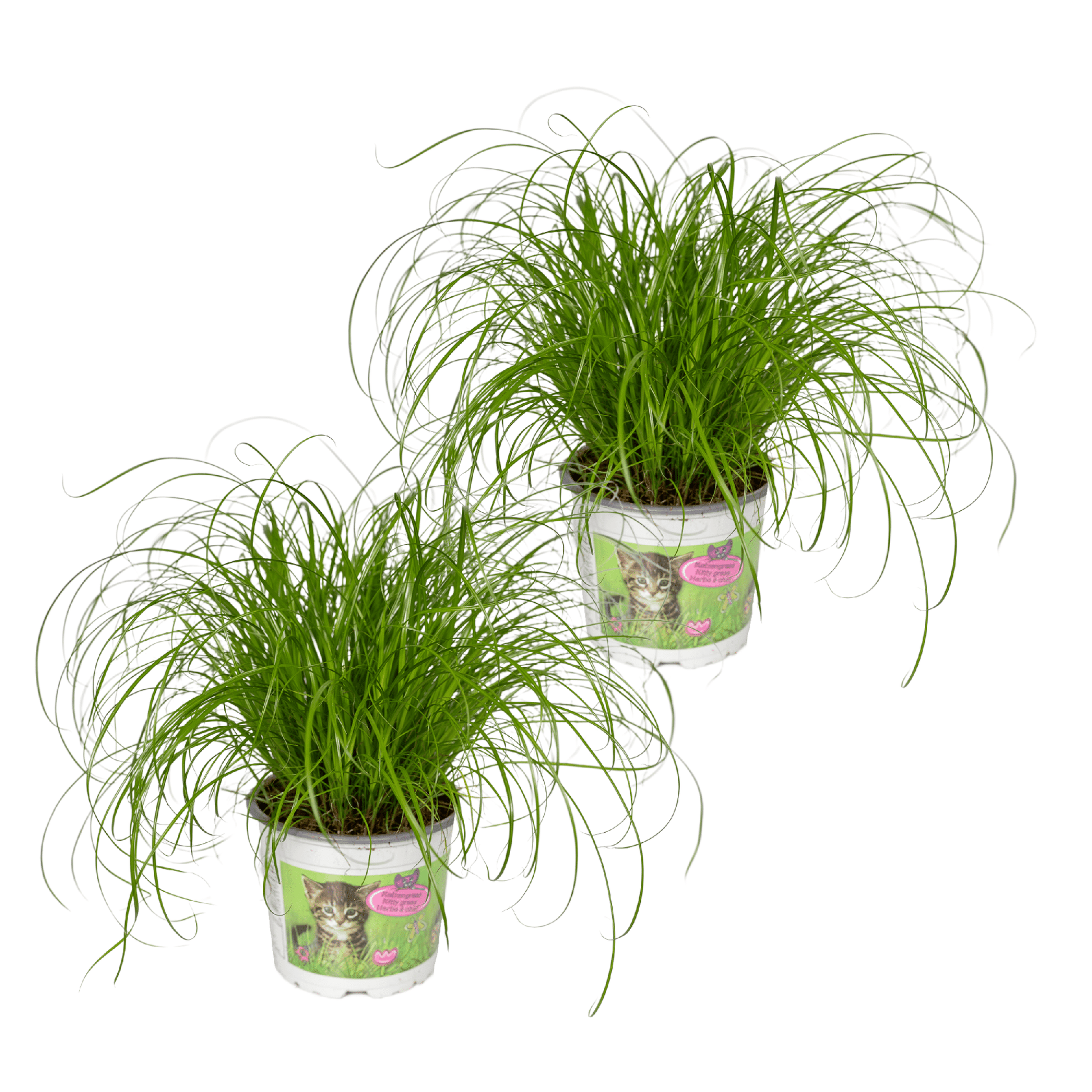Duo voordeelset van twee Snorrie kattengras planten Cyperus sumula