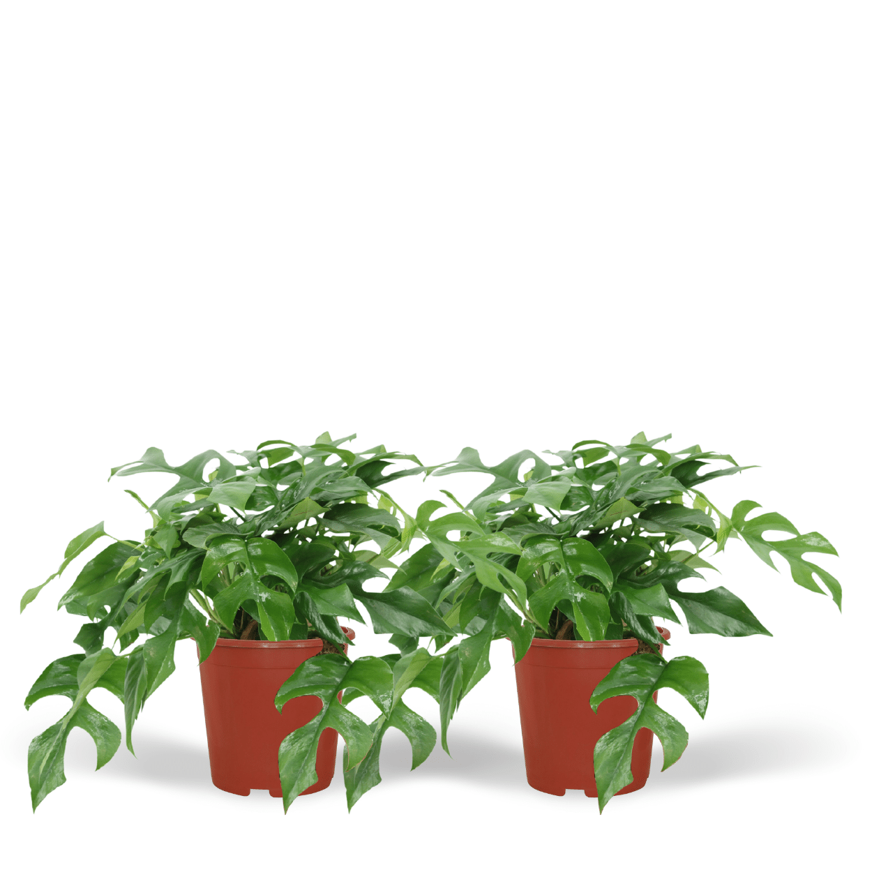 Duo set van twee Monstera minima Becky kamerplanten 30cm hoog op een rij