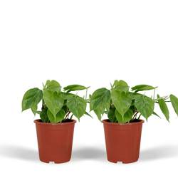 Duo voordeelset van twee Philodendron scandens Sandro hangplanten met hartvormig blad