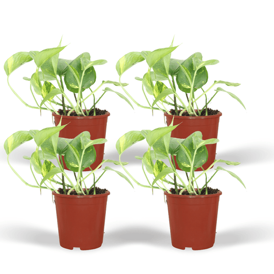 Grote voordeelset van vier Epipremnum aureum Juul kamerplanten 20cm hoog
