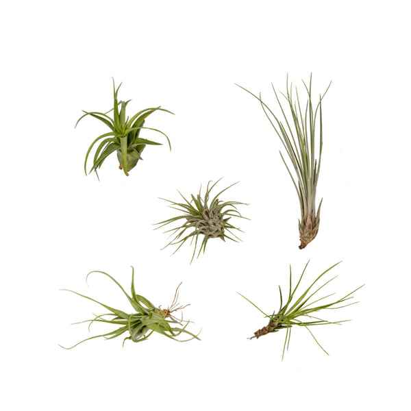 Tillandsia's (5x)