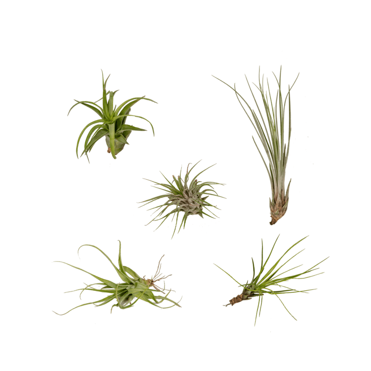 Mix van 5 verschillende Tillandsia luchtplantjes op een witte achtergrond