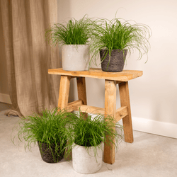 Vier Snorrie kattengras plantjes samen gestyled als een groene oase