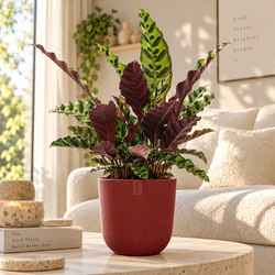 Sfeerfoto van een Calathea Insignis in een rode Elho pot in een minimalistische japandi kamer 