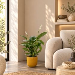 Sfeerfoto van Spathiphyllum Bingo Cupido Lea in gele pot in japandi woonkamer 