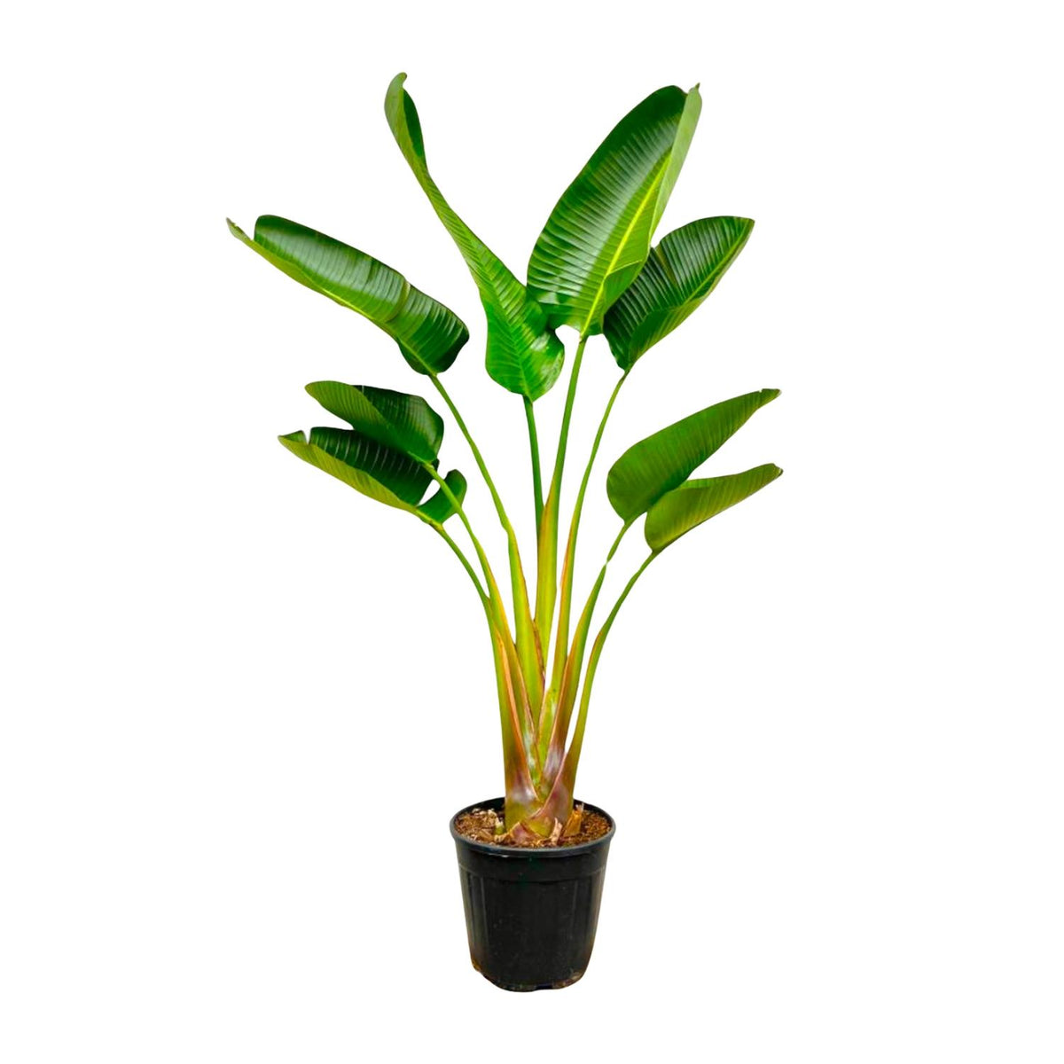 Grote kamerplant Strelitzia augusta Paradijsvogelplant Xavi 160cm hoog