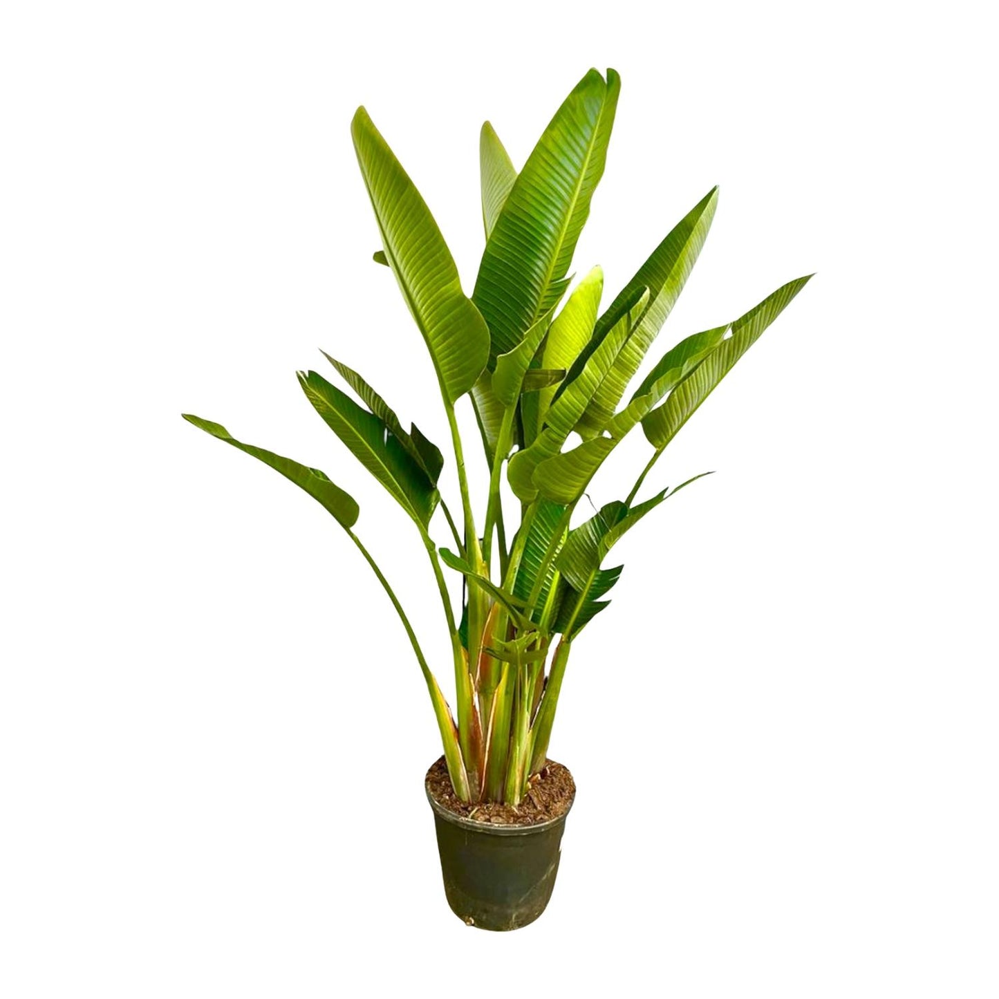 Grote XXL kamerplant Strelitzia augusta Paradijsvogelplant Xavi 225cm