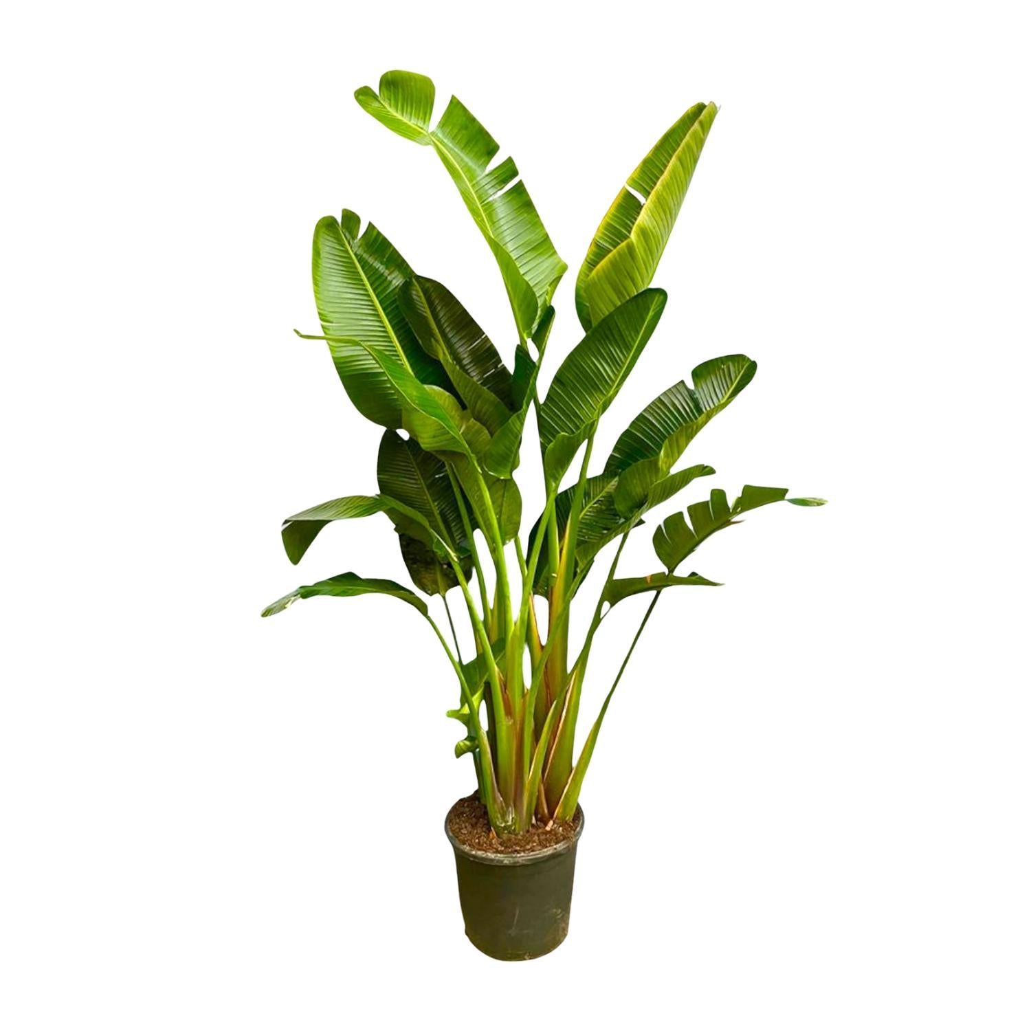 Grote XXL kamerplant Strelitzia augusta Paradijsvogelplant Xavi 250cm