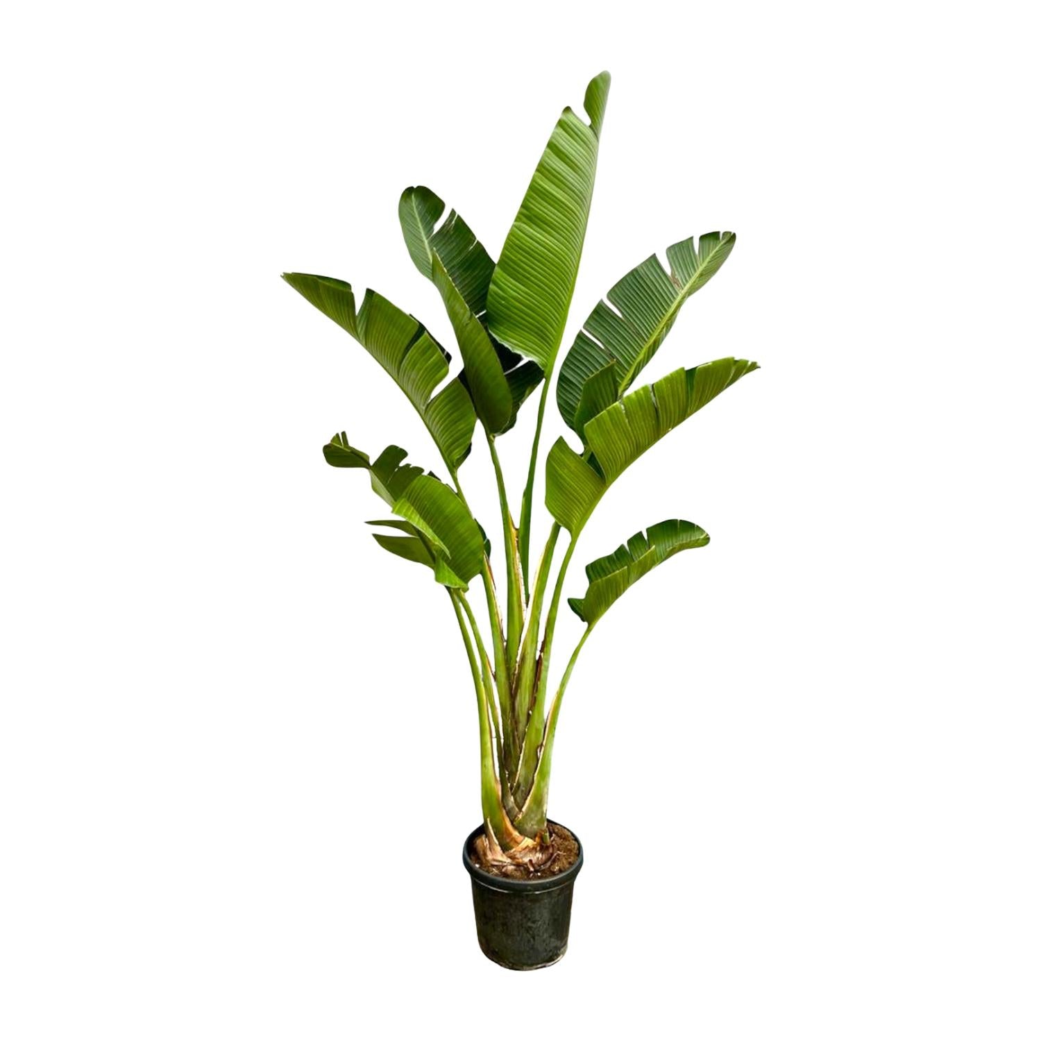 Grote XXL kamerplant Strelitzia augusta Paradijsvogelplant Xavi 250cm hoog