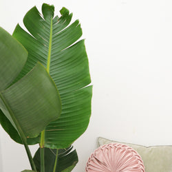 Close-up van het gezonde groene blad van de Strelitzia augusta Xavi 180cm