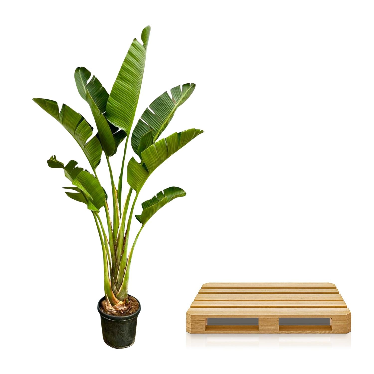 Grote Strelitzia augusta Xavi 250cm wordt veilig op pallet bezorgd