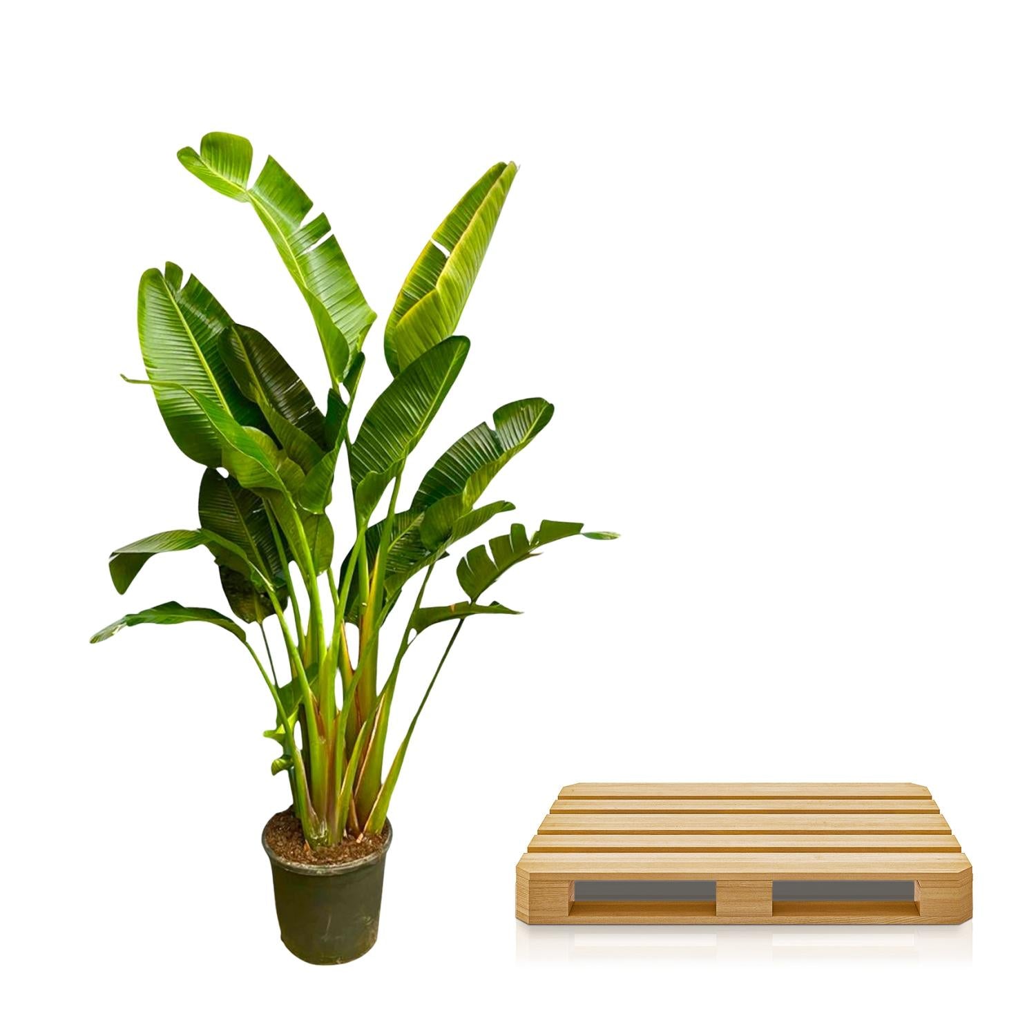 XXL Paradijsvogelplant Strelitzia augusta Xavi 250cm op transportpallet