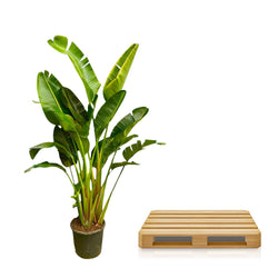 XXL Paradijsvogelplant Strelitzia augusta Xavi 250cm op transportpallet