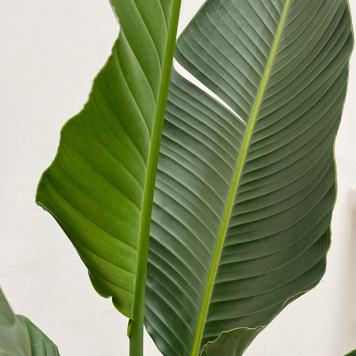 Close-up van het grote tropische blad van de Strelitzia augusta Xavi