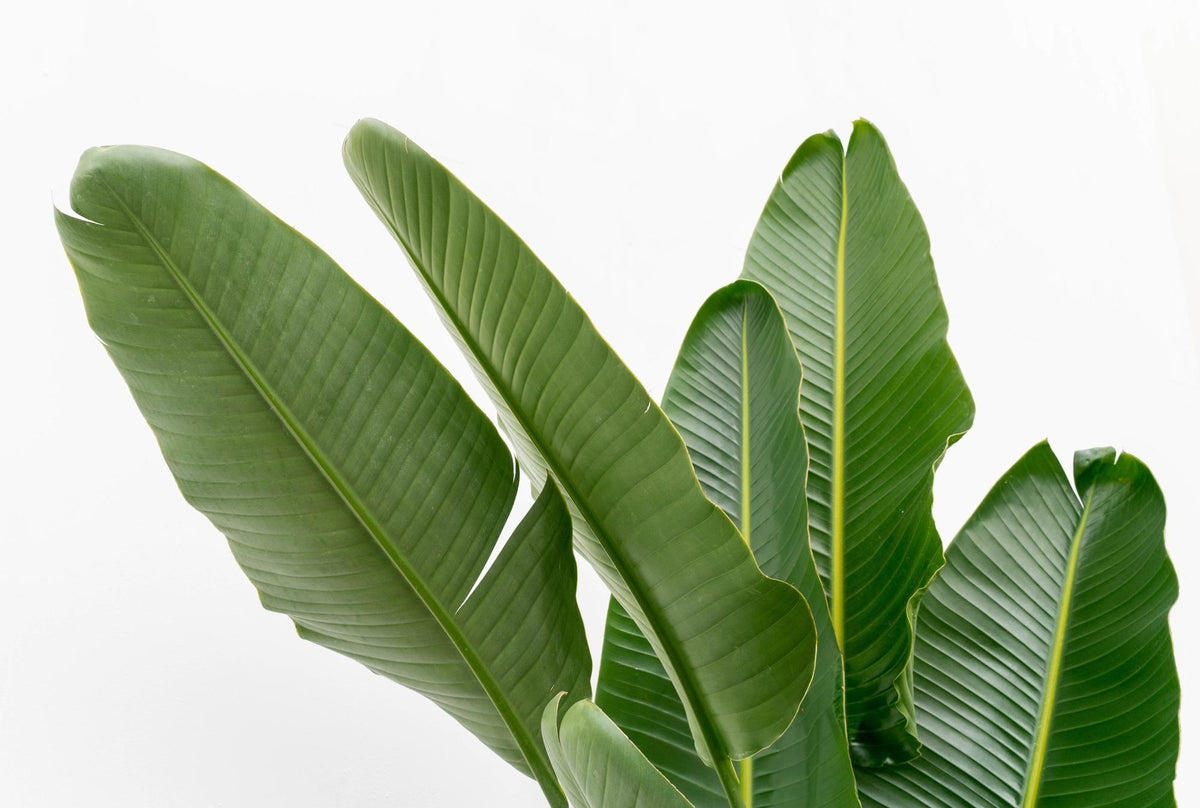 Detailopname van het grote, gezonde groene blad van de Strelitzia augusta Xavi