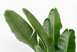 Detailopname van het grote, gezonde groene blad van de Strelitzia augusta Xavi