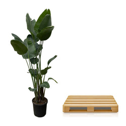 Strelitzia-nicolai-Nico-250cm-XXL-plant-op-pallet-veilig-transport