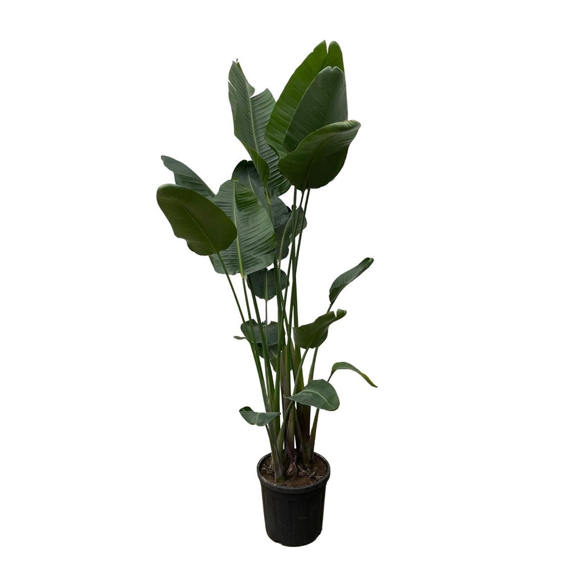 Grote XXL kamerplant Strelitzia nicolai Paradijsvogelplant Nico 250cm