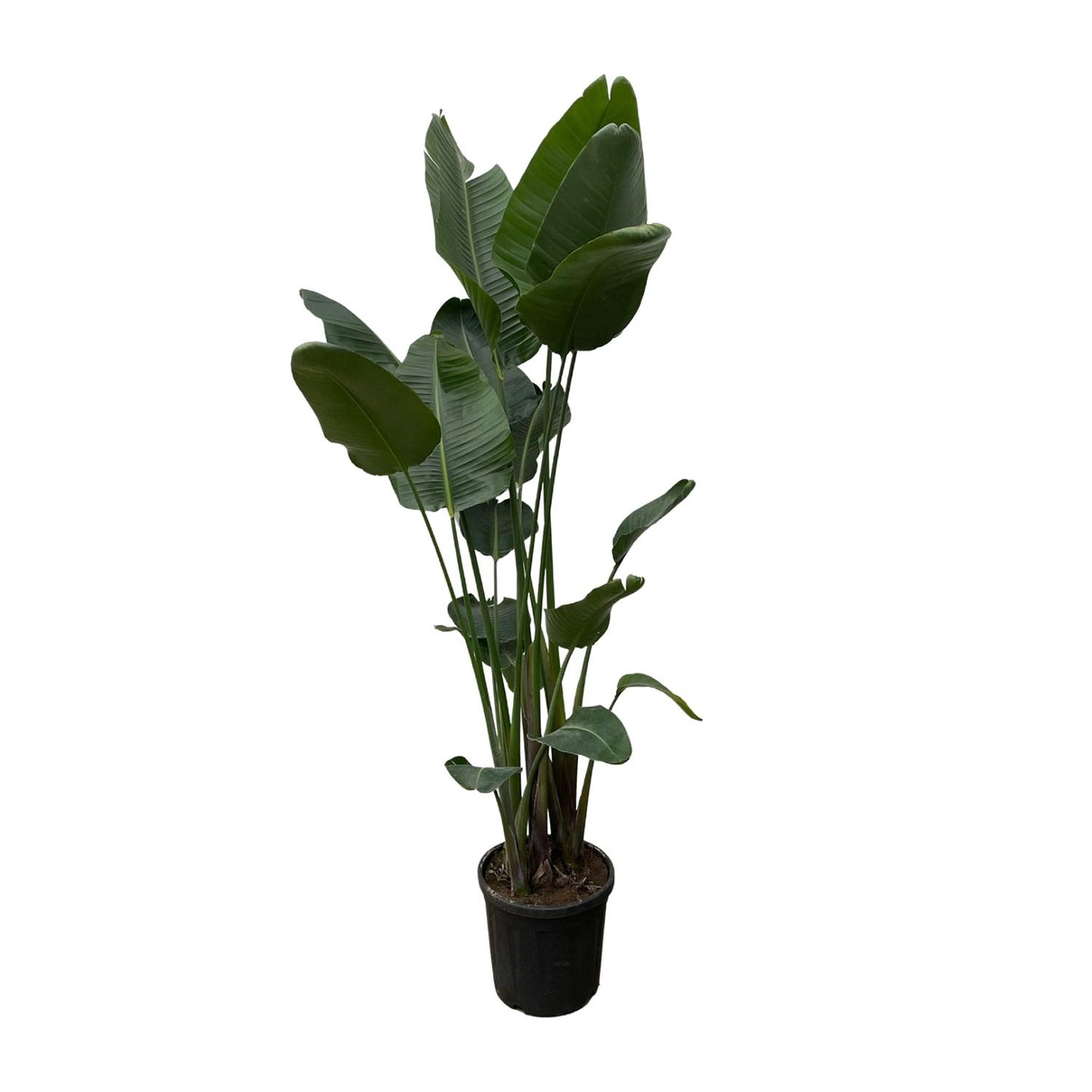 Grote XXL kamerplant Strelitzia nicolai Paradijsvogelplant Nico 250cm