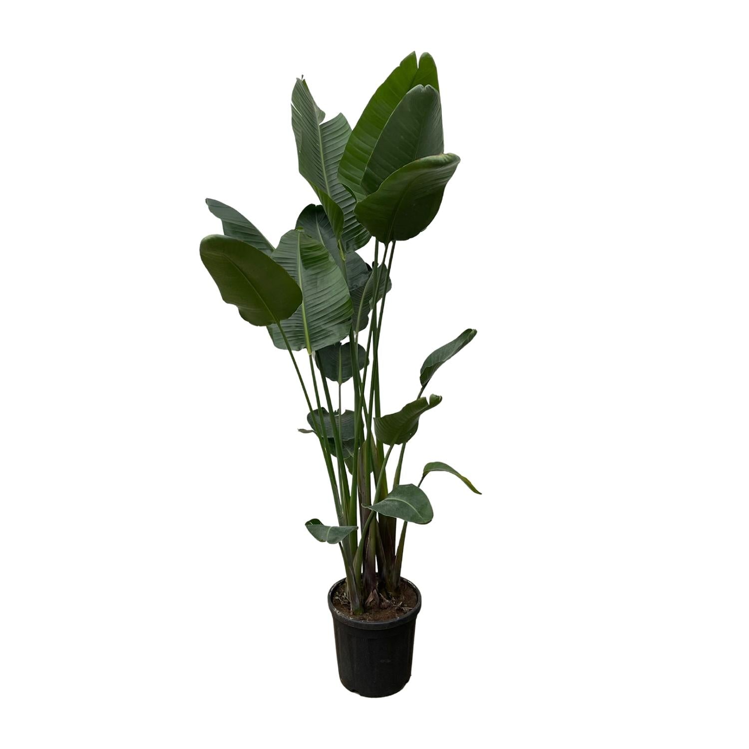 Grote XXL kamerplant Strelitzia nicolai Paradijsvogelplant Nico 250cm
