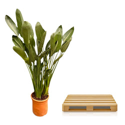 XXL Paradijsvogelplant Strelitzia reginae Floor 180cm op transportpallet