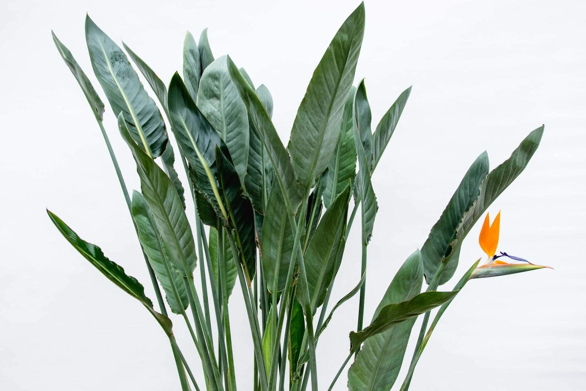 Close-up van het gezonde groene blad van de Strelitzia reginae Floor
