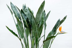 Close-up van het gezonde groene blad van de Strelitzia reginae Floor