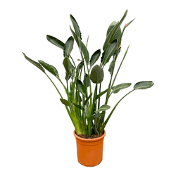 Kamerplant Strelitzia reginae Paradijsvogelplant Floor 160cm op witte achtergrond