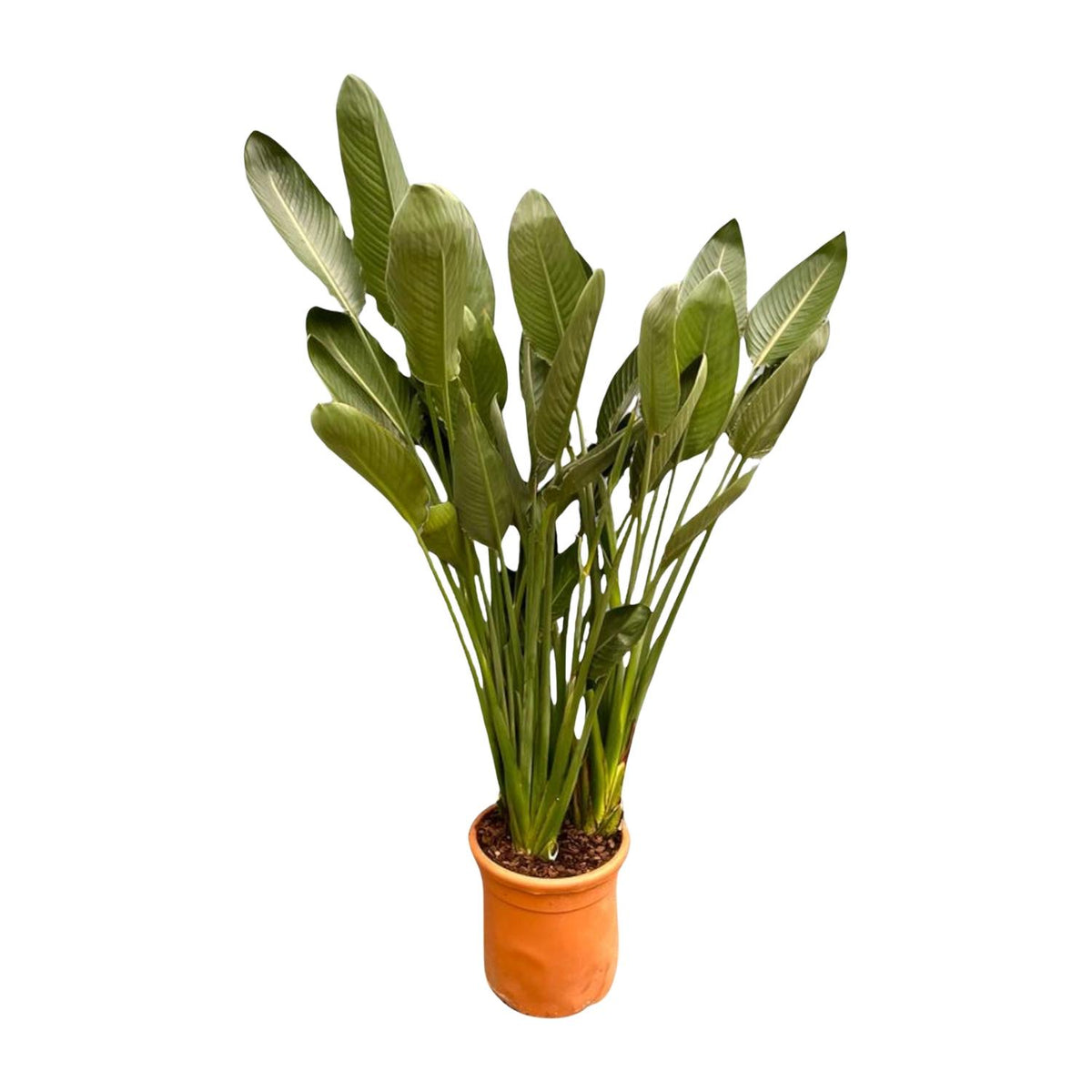 Grote kamerplant Strelitzia reginae XXL Paradijsvogelplant Floor 180cm