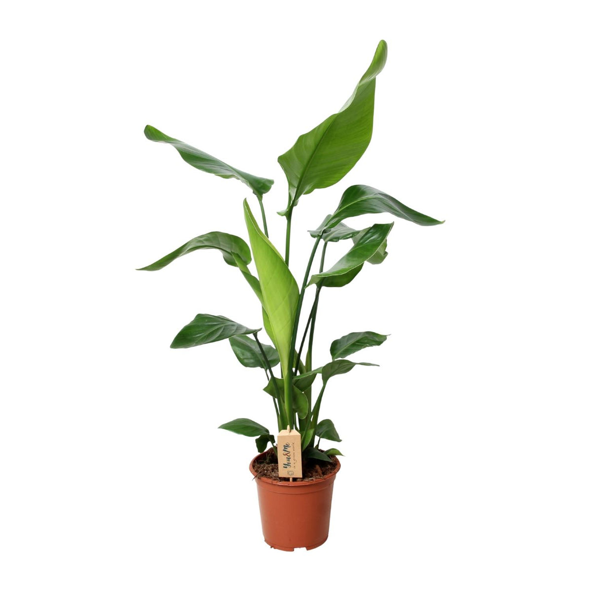 Grote Strelitzia nicolai Nico als indrukwekkende paradijsvogelplant voor een zonnige woonkamer op een strakke witte achtergrond.