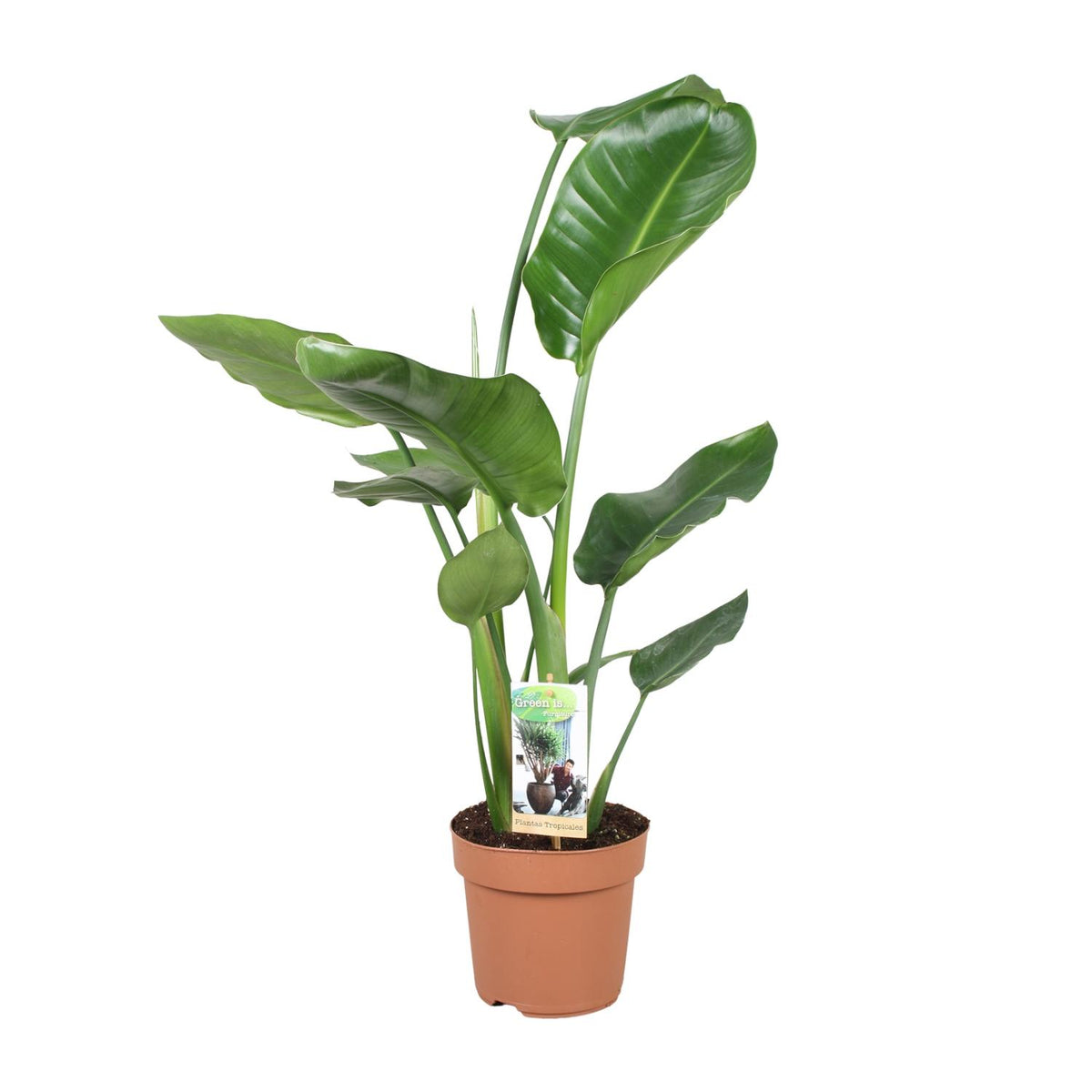 Strelitzia nicolai Nico als tropische paradijsvogelplant voor in de huiskamer op een strakke witte achtergrond.