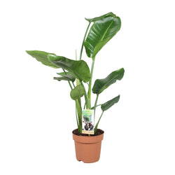 Strelitzia nicolai Nico als tropische paradijsvogelplant voor in de huiskamer op een strakke witte achtergrond.