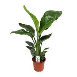 Strelitzia Nico als makkelijke paradijsvogelplant en grote luchtzuiverende kamerplant op een strakke witte achtergrond.